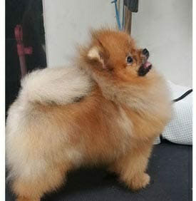 Pejantan Pomeranian : Pink Rose Hero