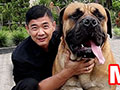 Anjing MONSTER Dari Afrika - Boerboel