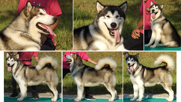 Pejantan Alaskan Malamute Anakan Import Russia 