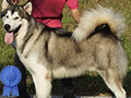 Pejantan Alaskan Malamute Anakan Import Russia 