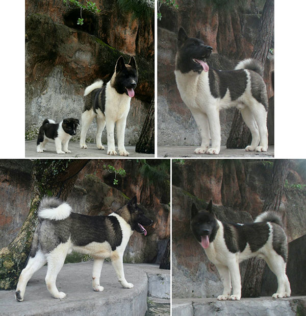 Pejantan American Akita : Arsenal Von De O'ren