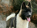 Pejantan American Akita : Arsenal Von De O'ren
