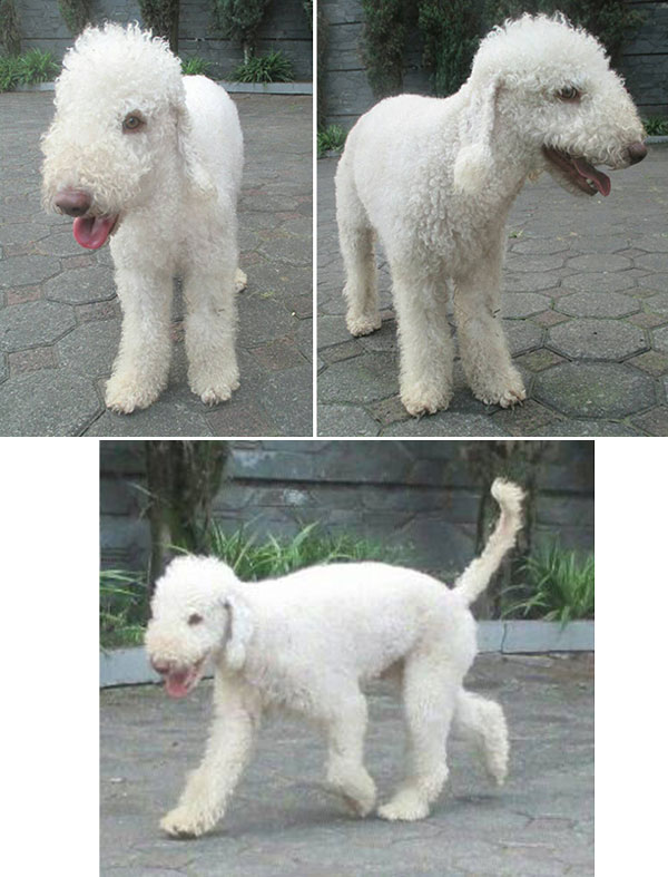 Bedlington Terrier : Blju Be Judzhens Flash In The Night