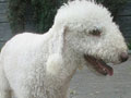 Bedlington Terrier : Blju Be Judzhens Flash In The Night