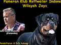 Pameran Anjing Rottweiler KRI Jaya 2019
