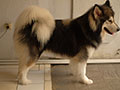 Pejantan Alaskan Malamute : Elmo (Ed Bark Sheeran)