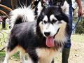 Pejantan Alaskan Malamute : Stars Twenty One Titan