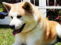 Pejantan Japanese Akita : Yuko Von Jah Suede Akita
