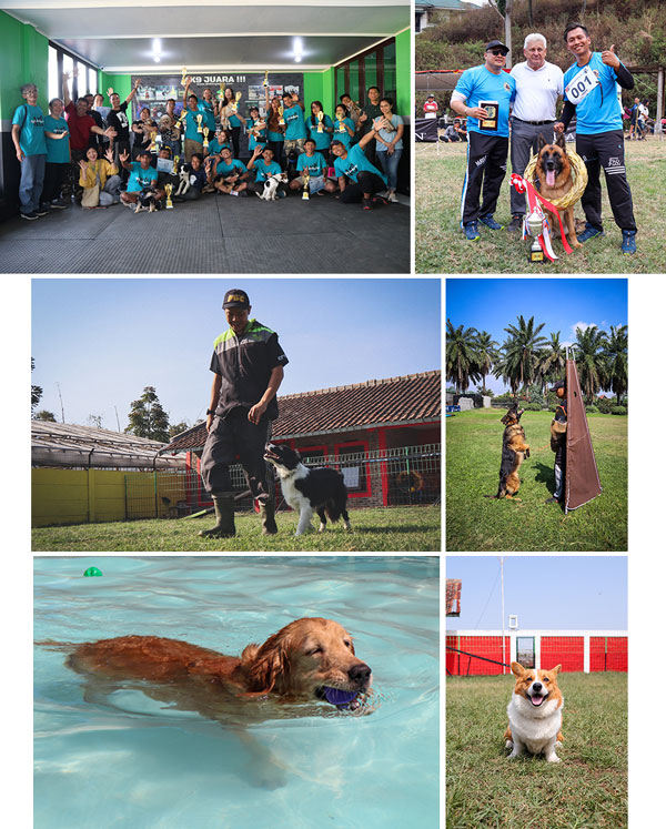 AK9 Dog Training Center