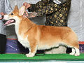Pejantan Corgi :Ina.Ch.Royal RR Le Brilliant Etaine