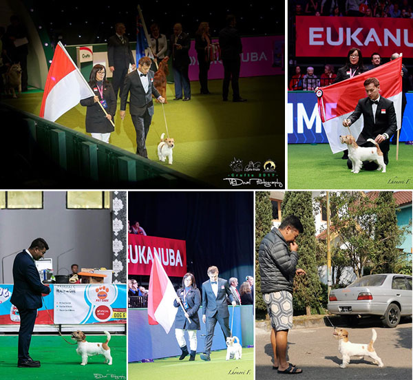 Pejantan Jack Russel : Ch.Sandy Diamonds Arishem The Judge 