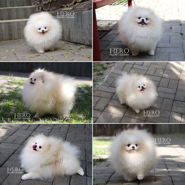 Pejantan Pomeranian : Mr.Hero