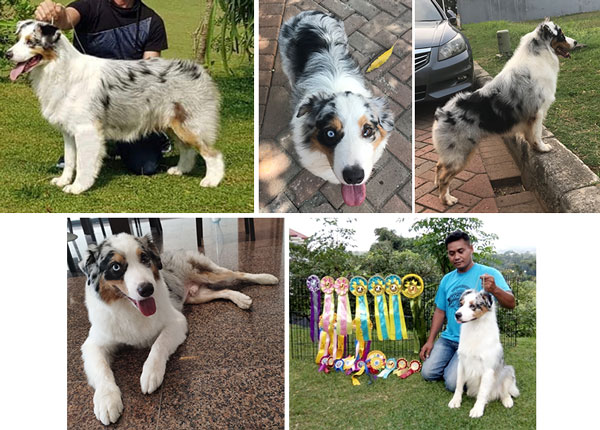 Pejantan Australian Shepherd : INA.CH.Silver Dream (Sky)