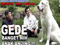 ANJING GEMBALA RAKSASA DARI RUSIA - ALABAI