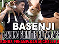 BASENSI SI ANJING PRIMITIF HUTAN AFRIKA