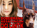 ANJING DOBERMANN AMERIKA KESAYANGAN CICI CANTIK