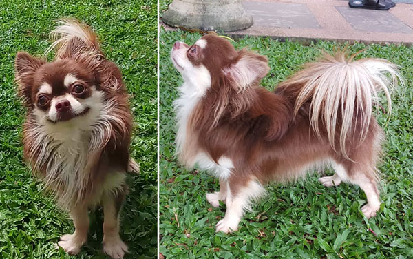 Pejantan Chihuahua Long Hair Maroon : Nemo Von New Star
