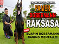 Pamer Anjing Dobermann Raksasa