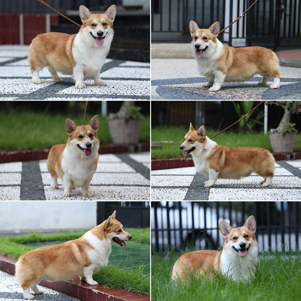 Pejantan Corgi : Hurricane A Miracle Tyson