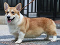 Pejantan Corgi : Hurricane A Miracle Tyson