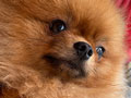 Pejantan Pomeranian Mr Chyrus 
