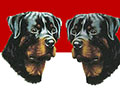 Pameran Anjing Rottweiler KRI Jaya