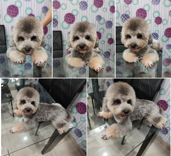 Pejantan Silver Toy Poodle : Febo Maro