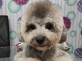 Pejantan Silver Toy Poodle : Febo Maro