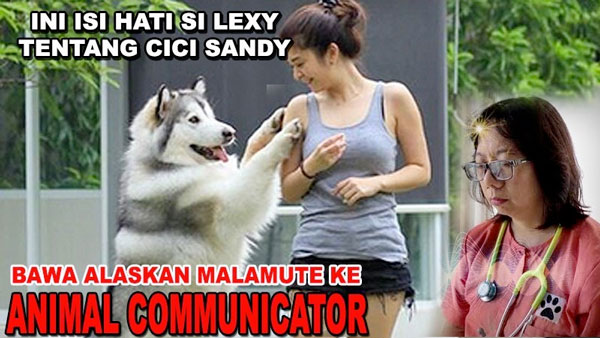 ANJING BICARA KE MANUSIA - ANIMAL COMMUNICATOR
