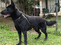 Pejantan All Black Herder : A. Bruno Von Elburito