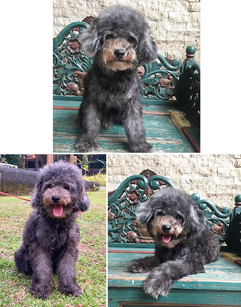 Pejantan Toy Poodle Dark Grey Silver : Figo V Weilin Home