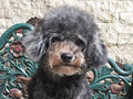 Pejantan Toy Poodle Dark Grey Silver : Figo V Weilin Home