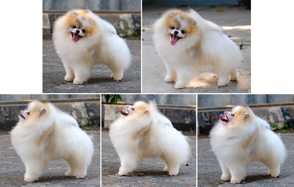 Pejantan Pomeranian : Funky Pom Jackson