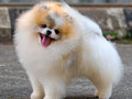 Pejantan Pomeranian : Funky Pom Jackson