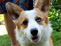 Pejantan Corgi Mata Flip Flop : Gerry Von MSC