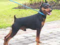 Pejantan MinPin : Mr. Aston Von Black Stallion