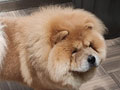 Pejantan Chow Chow : Silver Stone