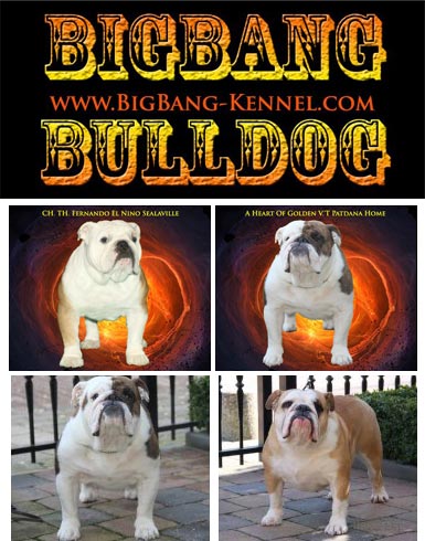 Big Bang English Bulldog Kenel