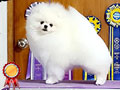 Pejantan Pom Putih Import : Mark Of Winterblossom