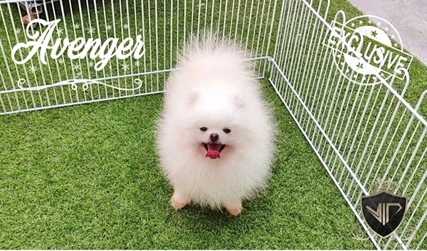 Pejantan Pom Putih : Funky Pom Avenger