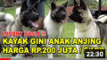 ANAK ANJING HARGA 200 JUTA