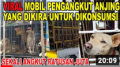VIRAL ANGKUTAN ANJING BURU