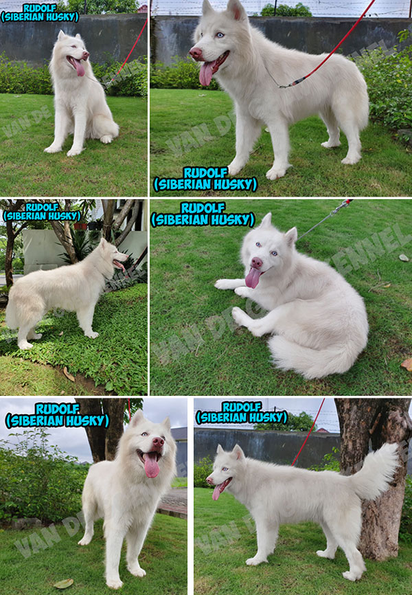 Pejantan Husky : Dream Castle Jinx Vaclav Rudolf