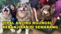 VIRAL ANJING RAKSASA NGUNGSI BANJIR DI SEMARANG