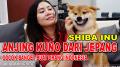 ANJING KUNO JEPANG BAKAL POPULER DI INDONESIA