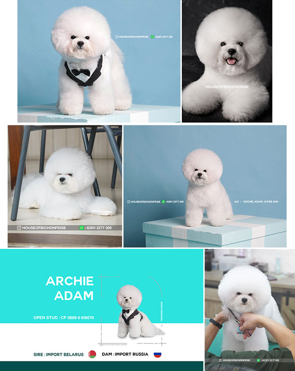 Pejantan Bichon Frise : Archie Adam