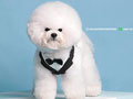 Pejantan Bichon Frise : Archie Adam