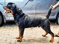 Pejantan Rottweiler : Dota Von Melovi
