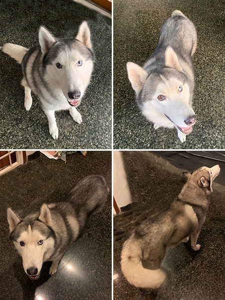 Pejantan Siberian Husky : Vixies Noody