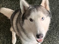 Pejantan Siberian Husky : Vixies Noody